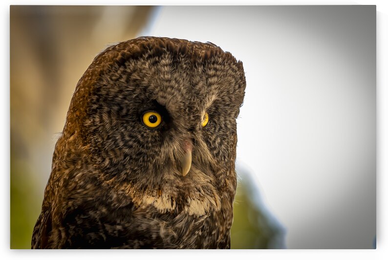 Owl by Marc Gilbert Photography