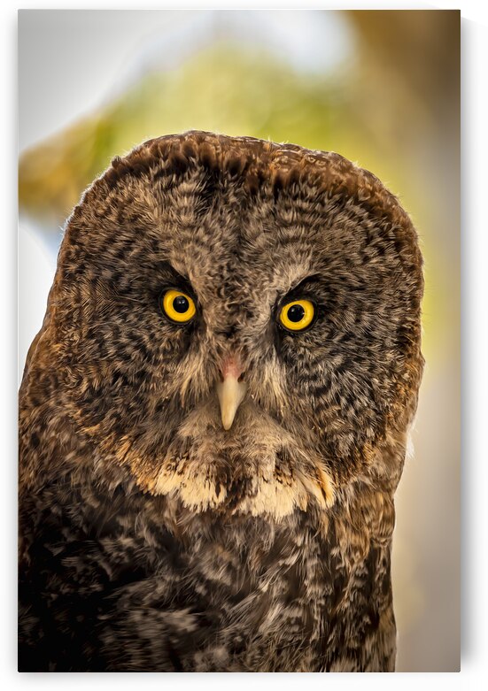 Owls Gaze by Marc Gilbert Photography