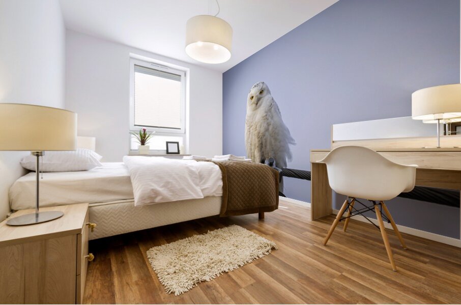 Snowy Owl Mural print