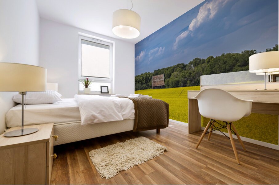 Old Barn and Canola Field Mural print