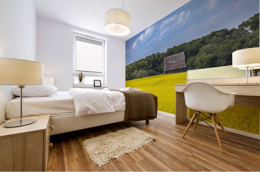 Old Barn and Canola Field Mural print