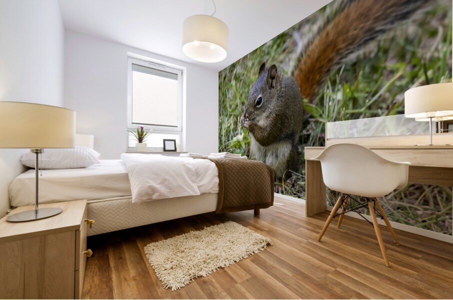 Squirrel  Mural print