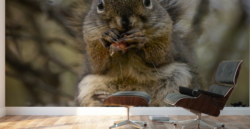 Squirrel in a Tree Wall Murals