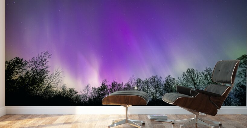Northern Lights Above the Canopy Wall Murals