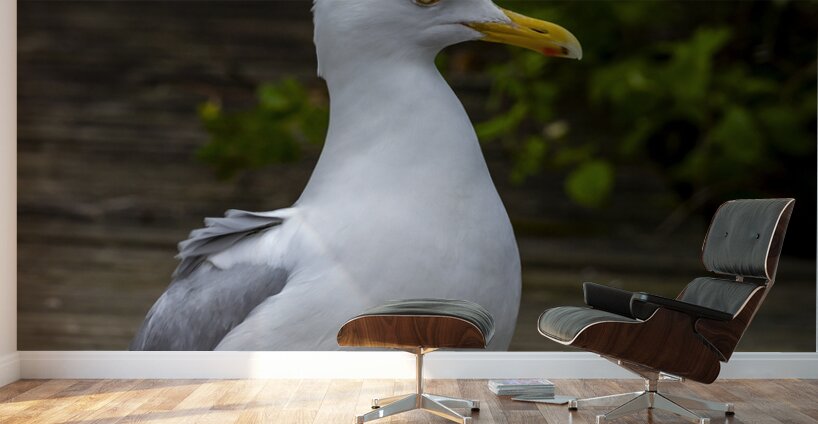 Gull Wall Murals