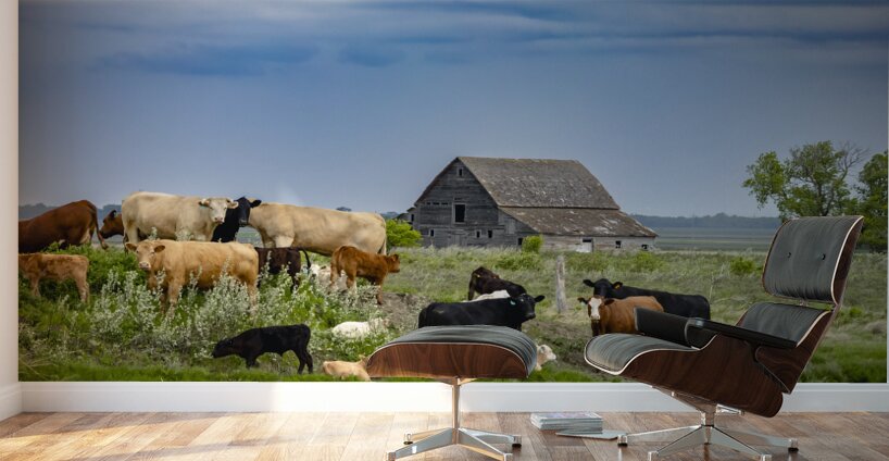 Cattle on a Hill Wall Murals