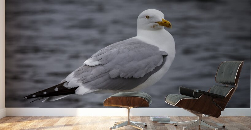 Gull Wall Murals