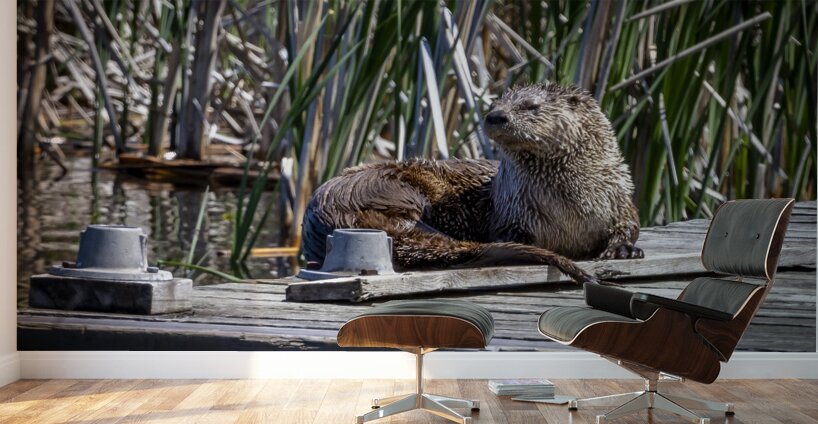 Otter Wall Murals