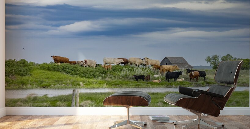 Cattle on a Hill Wall Murals