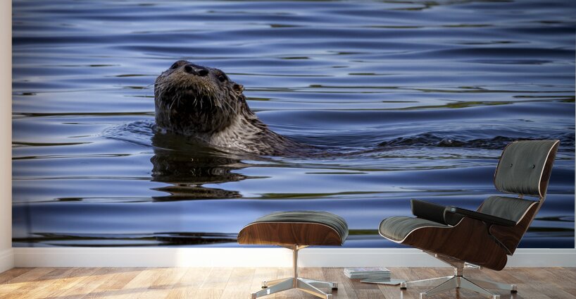 Otter Wall Murals