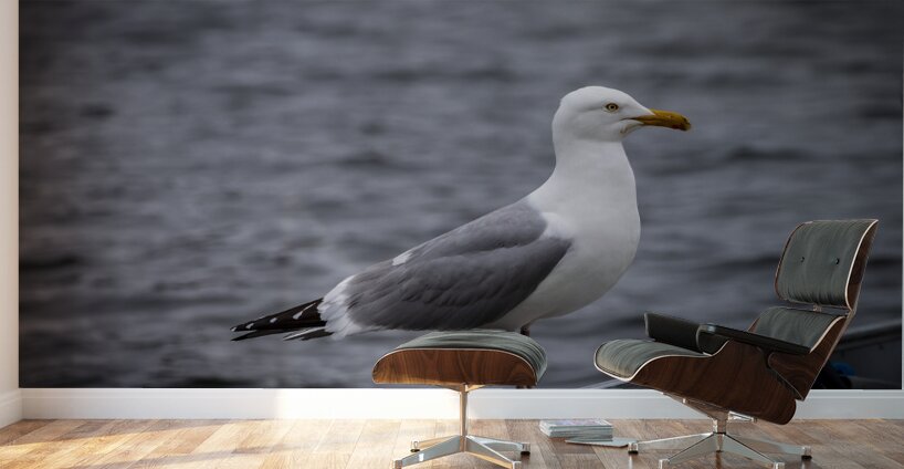 Gull Wall Murals