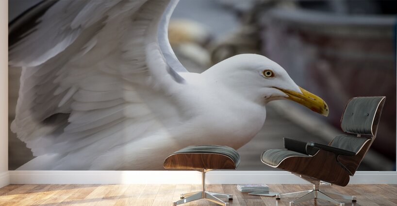 Gull Wall Murals