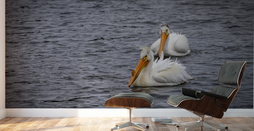 Pelicans Wall Murals