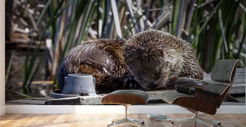 Otter Wall Murals