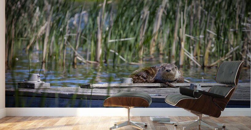 Otter Wall Murals