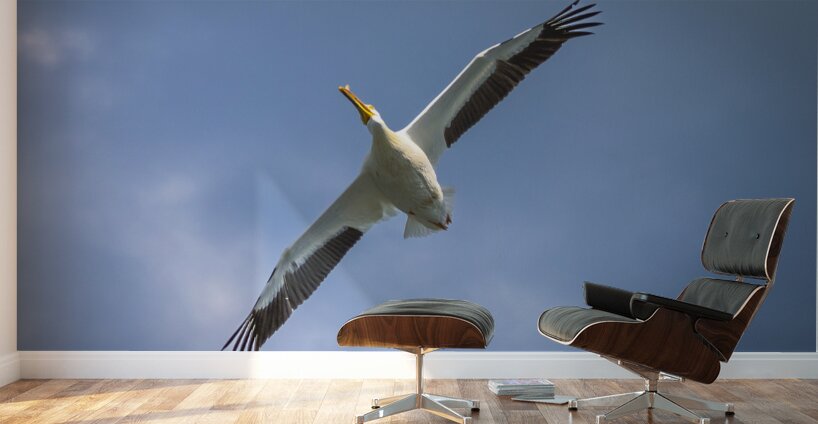Pelican in Flight Wall Murals
