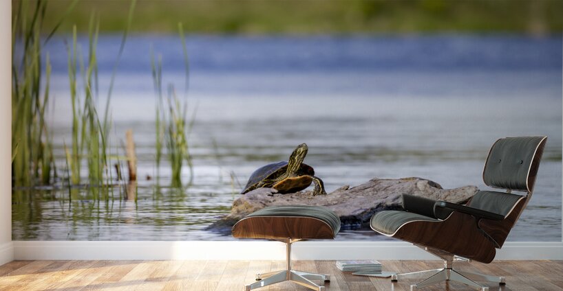 Painted Turtle Wall Murals