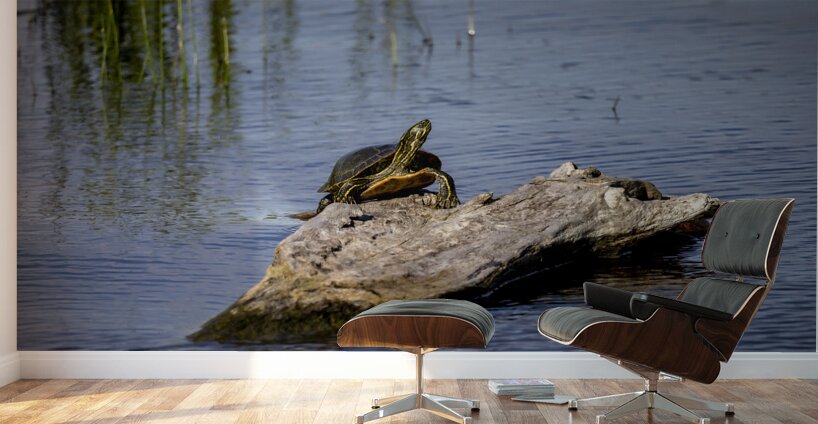 Painted Turtle Wall Murals