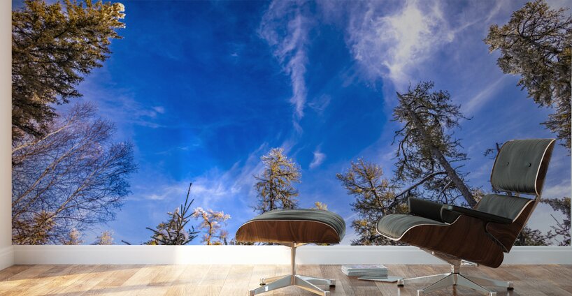 Frosted Trees Wall Murals