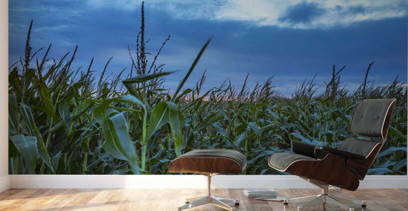 Cornfield at Sunset Wall Murals