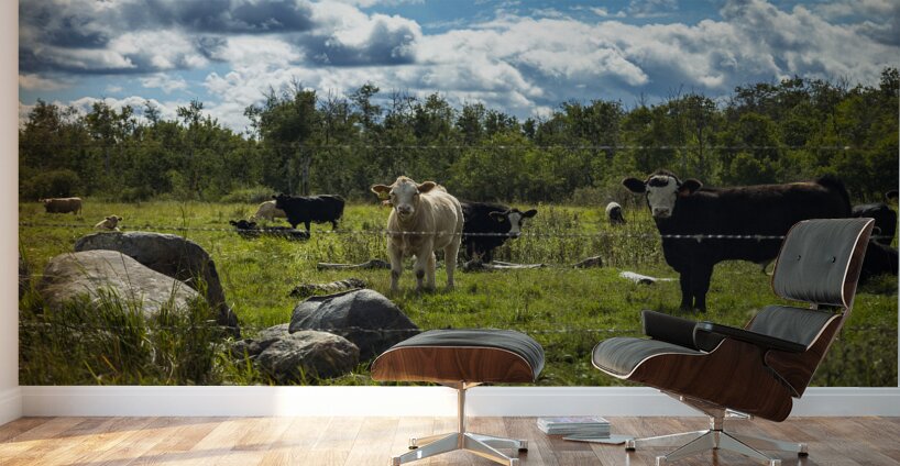 Cattle in Pasture Wall Murals