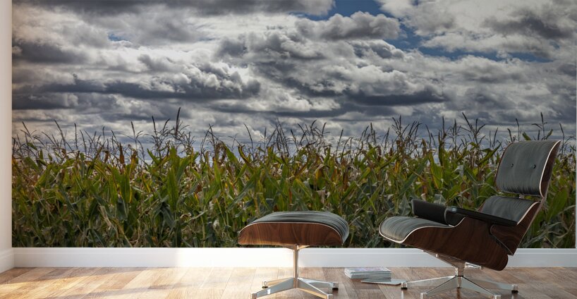 Cornfield Under a Cloudy Day Wall Murals