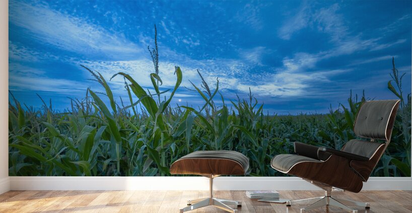 Cornfield at Sunset Wall Murals