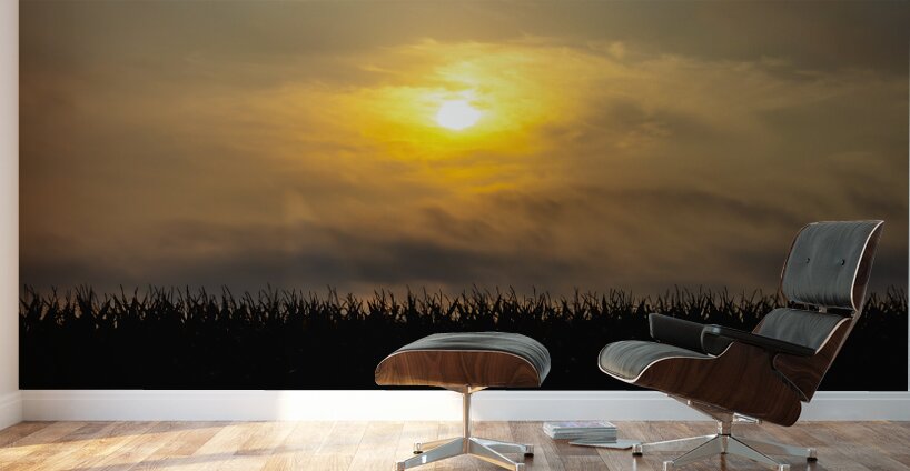 Hazy Sunrise Over Cornfield Wall Murals