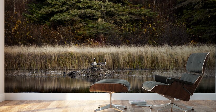 Geese Atop Beaver Hut Wall Murals