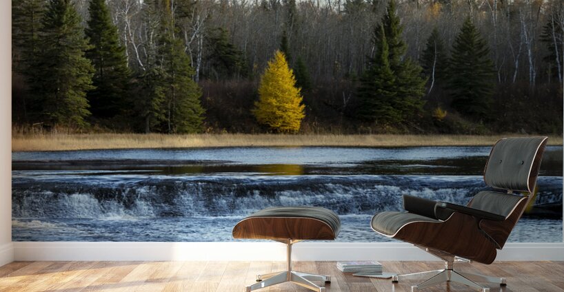 Lone Tamarack Behind the Falls Wall Murals