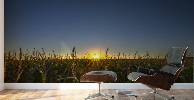Sunset in the Cornfield Wall Murals