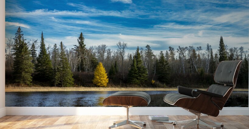 Lone Tamarack Tree Reflection Wall Murals