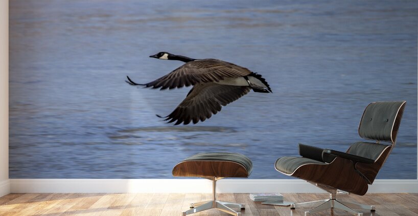 Goose in Flight Wall Murals