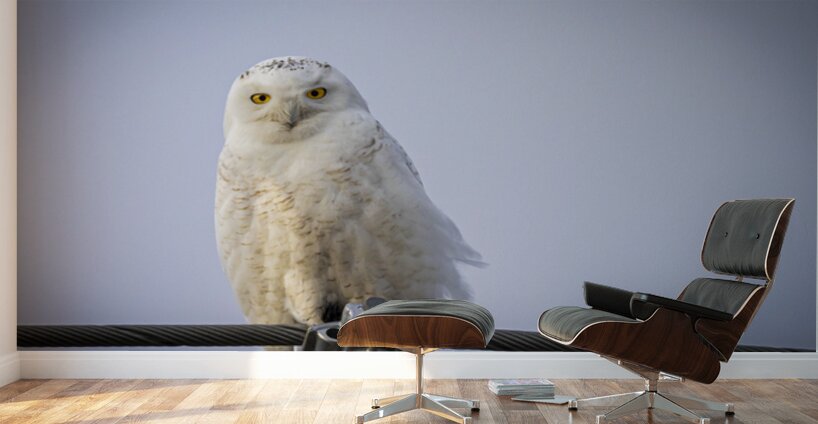 Snowy Owl Wall Murals