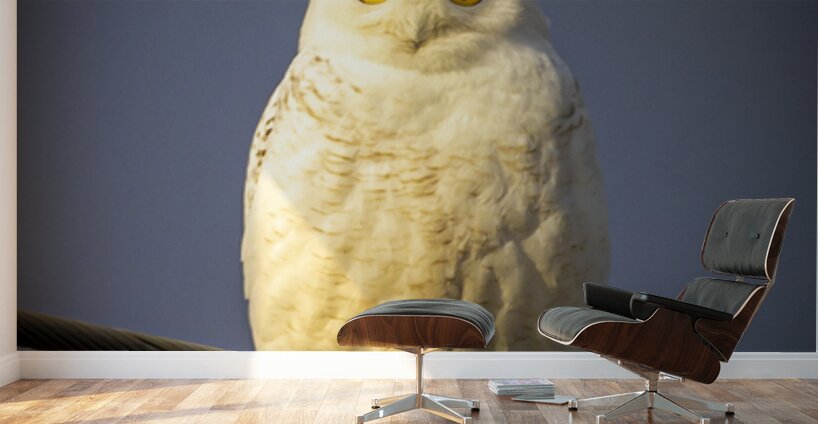 Snowy Owl in the Sun Wall Murals