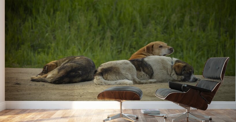 Rez Dogs Wall Murals