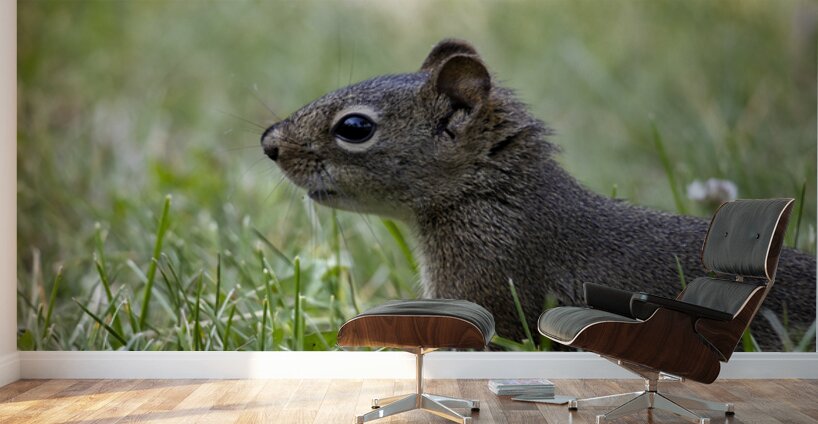 Squirrel Wall Murals