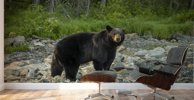 Mama Bear Wall Murals