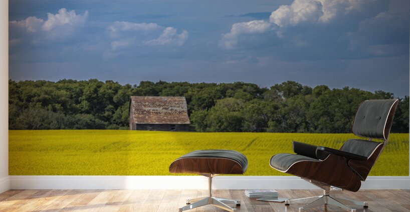 Old Barn and Canola Field Wall Murals