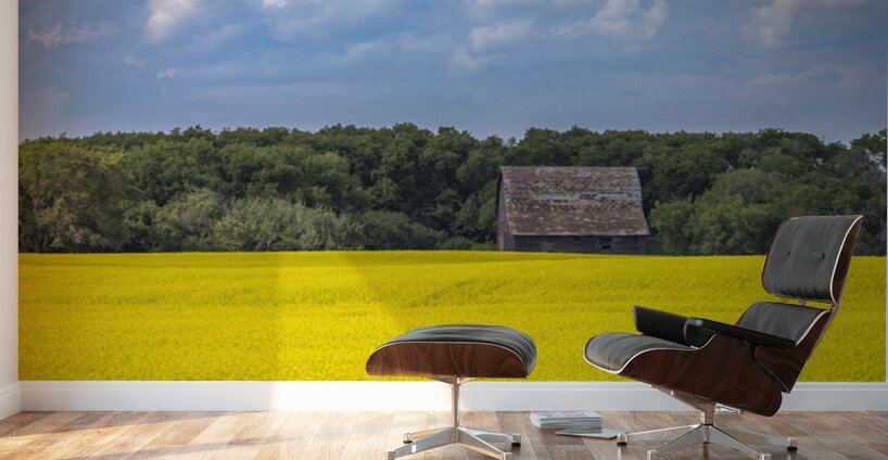Old Barn and Canola Field Wall Murals