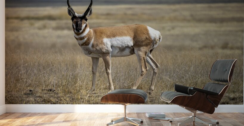 Pronghorn Antelope Wall Murals