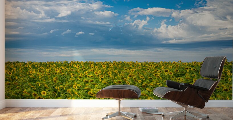 Sunflowers on a Cloudy Day Wall Murals