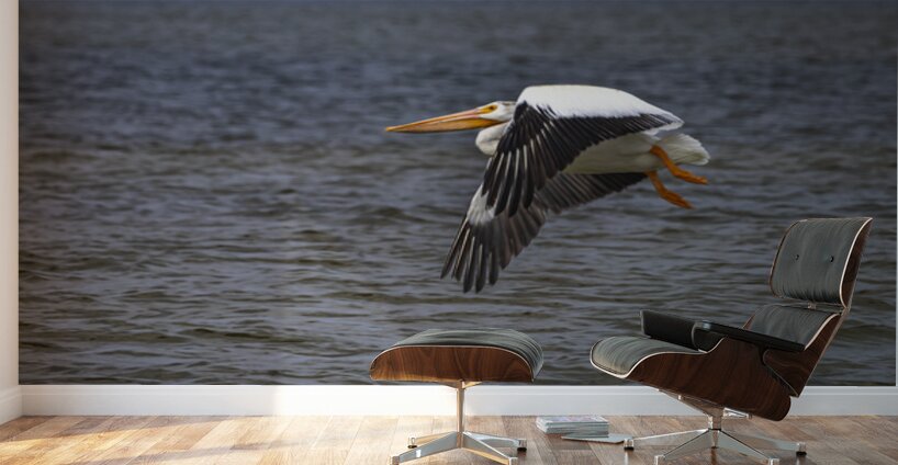 Pelican in Flight Wall Murals