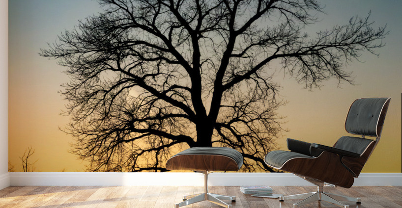 Lone Tree at Dusk Wall Murals