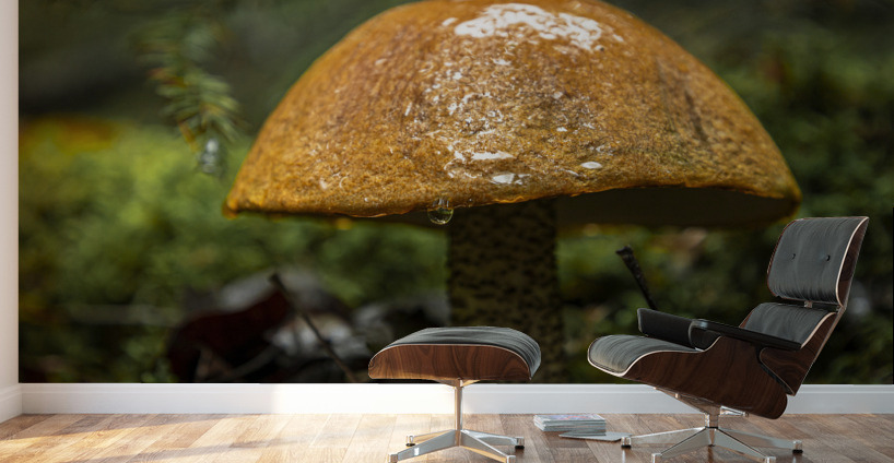 Mushroom after the rain Wall Murals