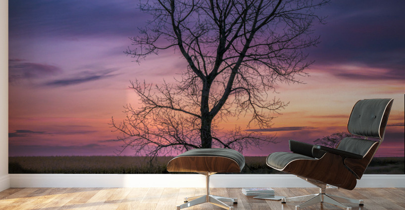 Lone Tree at Sunrise Wall Murals