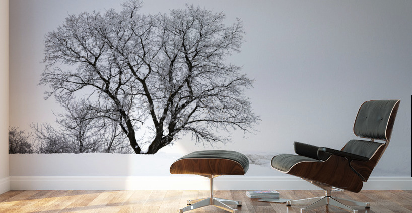 Lone Tree in Hoarfrost Wall Murals