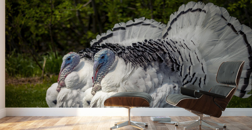 Turkeys Wall Murals
