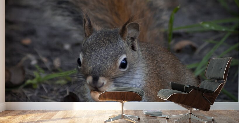Squirrel Go Nuts Wall Murals