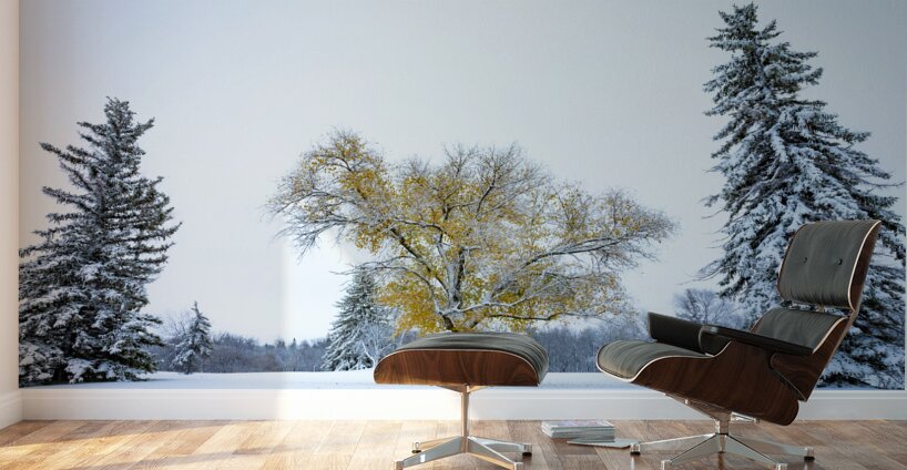 Trees Under the First Snow Wall Murals